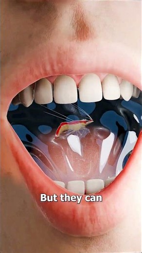 Can you Use Shrimp To Clean Your Teeth 😁 #usa #shorts #viralshorts #usashorts