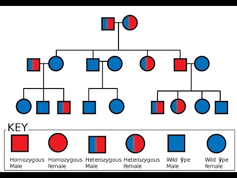 Pedigree Analysis of autosomal recessive inheritance