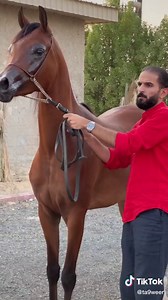 خيل عربي أصيل: جمال وتميز الفروسية العربية