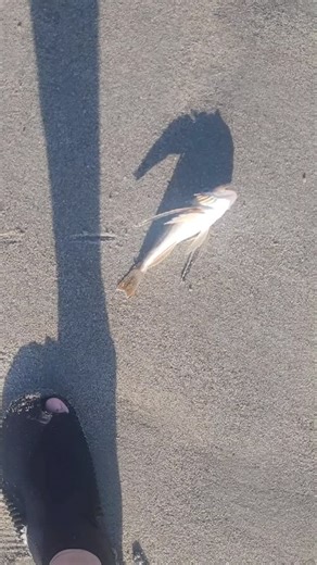 Ghost of Space Coast Fishing on Instagram: "Plier release to avoid those nasty spines on this Sea Robin, tight lines!"