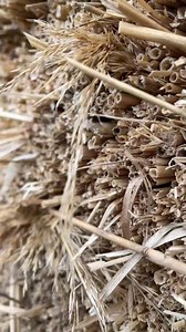 Reed delivery today 🌾 #thethatchingguy #work #lorry #thatch #foryou #viral#rooftop #roof #roofing #rooftops #rooftopbar #roofs #roofer #rooftopping #roofculture #rooftopview #rooftoppool #rooftoptent #RoofRack #rooftopparty #rooftopgarden #roofgarden #roofers #roofingcontractor #roofterrace #roofinglife #rooftopbars #rooftoping #rooftopviews #rooftent #roofersofinstagram #rooflife #roofrepair #roofingworld #roofershelper #roofcleaning | The Thatching Guy