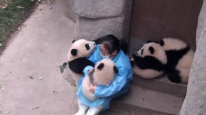 1.6M views · 104K reactions | It seems the nanny has a hard time dealing with all those jealous panda babies. On behalf of our panda fans, I can make some "sacrifices" and offer my free help. #HiPanda #BestJobInTheWorld | iPanda | Facebook