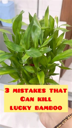 3 Mistakes that can kill Lucky bamboo #luckybambooplant #indoorplants #plantcare #gardening #garden