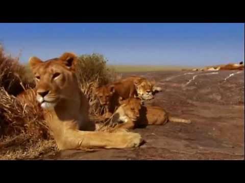 Serengeti National Park (Tanzania) - Life & Death in Savanna
