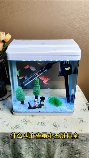 One Tank Does It All 🐠 Goldfish, Tropical Fish & Aquascaping