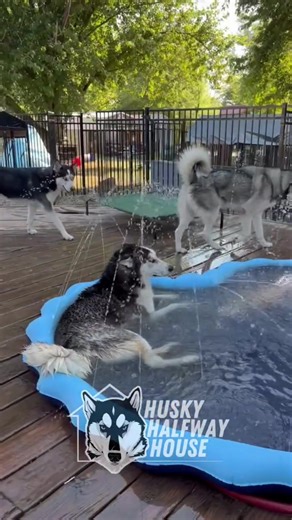 Build a Water Park for Rescue Huskies Today!