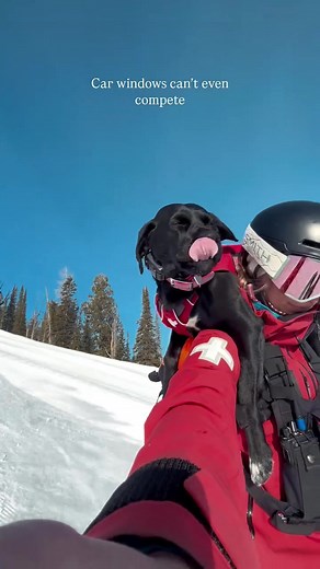 Dog with Ski Mask on Ski Patrol in the Mountains