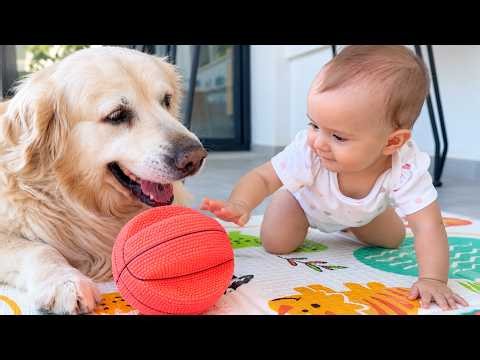 Baby and Her Golden Retriever Want Each Other's Toys