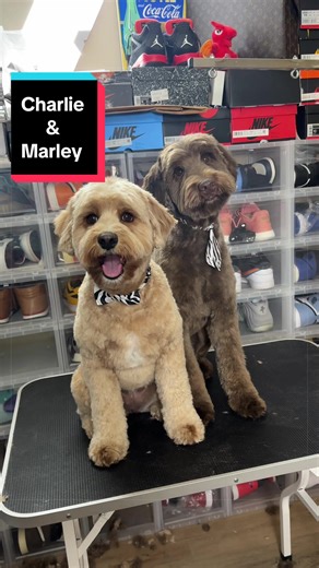 Charlie and Marley the Goldendoodles #dog #grooming #doodle #puppy | golden doodle