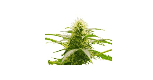 Mango Cake Weed Strain Information | Leafly