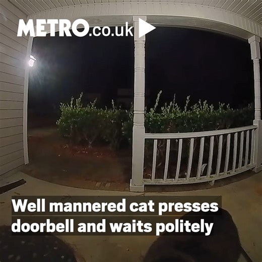64K views · 3.1K reactions | We promise you, this is the politest cat you'll see all day. | Metro | Facebook