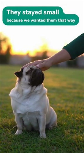 Why do pugs have such small noses?