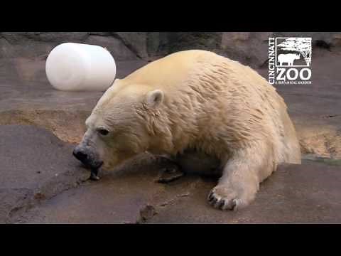 Polar Bear Research with Anana - Cincinnati Zoo