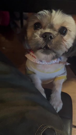 draft i love my dog