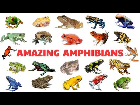 Amazing Amphibians for Kids | Learn Amphibian Names with Pctures and Videos