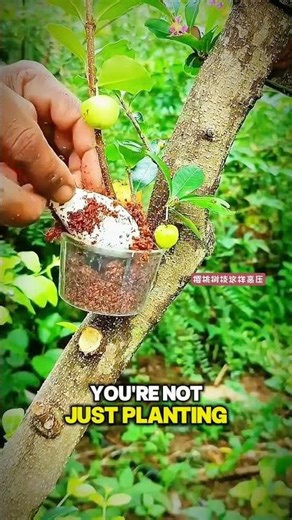 🍒 Instant Cherry Tree? This Grafting Hack is Genius! #Shorts