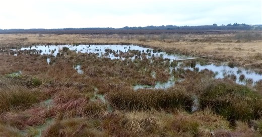 Ireland's raised bogs 'really are so special'