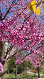Cherry trees are not the only pink spring flowers in DC. Join us in celebrating eastern redbud (Cercis canadensis), native to the eastern United States. Redbud flowers, and young fruits and leaves, were once an important food source for American Indians. The fruit might look like a vegetable you eat. Some might think of legumes like peas, sugar snaps, green beans, or peanuts. The eastern redbud is in the bean family (Fabaceae), one of the most economically important plant families. | U.S. Botani