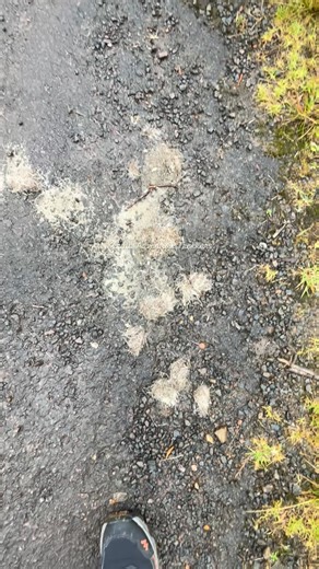 Kerala Adventure Trekkers | In avalanche trek the waste produced by a tiger after eating a Sambar deer, or any other prey, is called scat or feces. 🐅🦌 tiger scat •... | Instagram