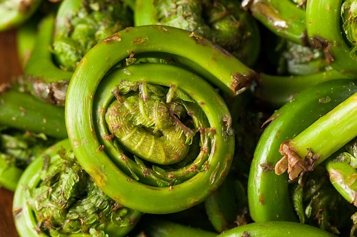 Everything You Need to Know About Fiddlehead Ferns