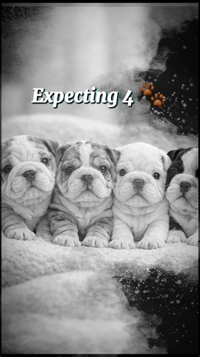 Expecting 4 🤍 | English Bulldog Pregnancy Update (Day 57)