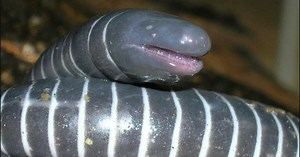 Ce serpent pénis n'est ni un serpent, ni un pénis