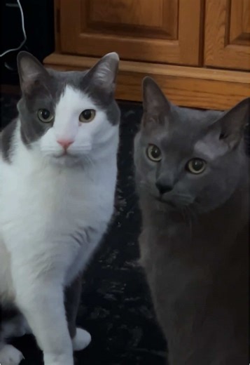 Understanding Friendship Dynamics Among Boys