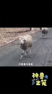 搞笑萌宠视频，此刻也不知道它们是怎么想的，应是特别开心吧 #解压 #funny #animal#funny video#comedy #animals #搞笑视频#搞笑动物#萌宠