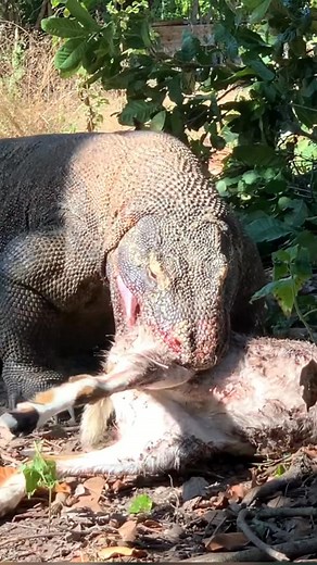 #KomodoDragon #Komodo #KomodoIsland #KomodoDragons #Wildlife #EndangeredSpecies #Reptiles #DragonsOfTheWorld #Nature #WildlifeConservation #ReptileLovers #KomodoNationalPark #ExoticAnimals #WildlifePhotography #KomodoDragonFacts #SaveTheKomodo #LizardLife #NatureLovers #RareSpecies | Ethan Hayes