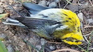 New Mexico bird deaths: Researchers gather more info on massive migratory bird die-off