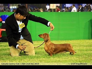 TOP DACHSHUND's OF ALL TIME | SHOW CHAMPIONS
