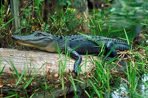 The 5 Most Alligator-Infested Rivers in Florida