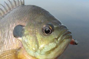 How to Find a Summertime Panfish Pattern - In-Fisherman