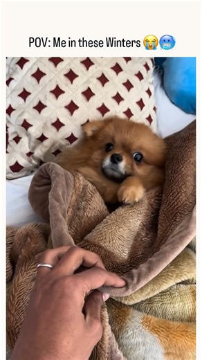 Daily Fluff | Cute & Relatable | Like if you can relate 😭🤣✨ Sometimes pet become so cute and do so much pretty things like this 😭🤌🏻 #dogsofinstagram #reach #cute... | Instagram