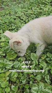 3.2K views · 384 reactions | Colt is ready for adoption! Hastings, Minnesota Emotionalrescuedogs.org #rescue #adoptdontshop #emotionalrescuedogs | Emotional Rescue LLC | Facebook