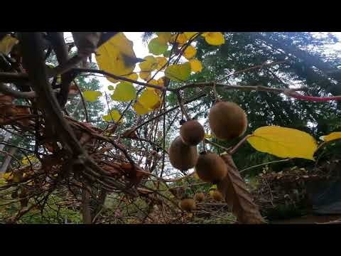 Kiwi fruit harvesting season in the North Pacific