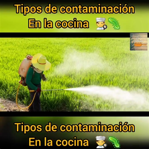 Tipos de contaminación en los alimentos (Física, Química y Biológica) 👨‍🍳🔪 Amigos en este video les explicamos los 3 principales tipos de contaminación 😷 es importante entregar alimentos inocuos 🦠 #chef #cocinero #chefslife #aprendiendodecocina | Rodolfo Cortina Foodie
