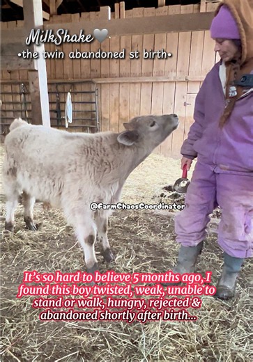 MilkShake is growing like a weed & he is such a sweet sweet boy🩶 #farmlife #cow #farmtok #fyp #foryoupage