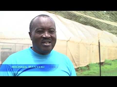 Pond aquaculture farming in Kenya (3RKenya-project)