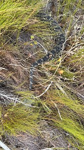 #snakes #wildlife #nature #animals | Tyrone Ping - Herpetofauna of Southern Africa