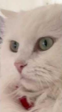 Donut’s the first goalie to not have cat like reflexes despite being an actual cat 😂🏴󠁧󠁢󠁥󠁮󠁧󠁿