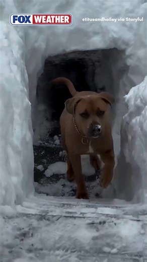 TUNNEL VISION ❄️: The historic nor’easter dumped more than two feet of snow across Long Island, turning evening commutes, and even quick trips to the backyard, into a tall task. For one pair of dogs, the usual trek outside became an arctic expedition, trudging through towering drifts until their owner stepped in and laboriously shoveled an elaborate tunnel-and-path system through the backyard snow. | FOX Weather