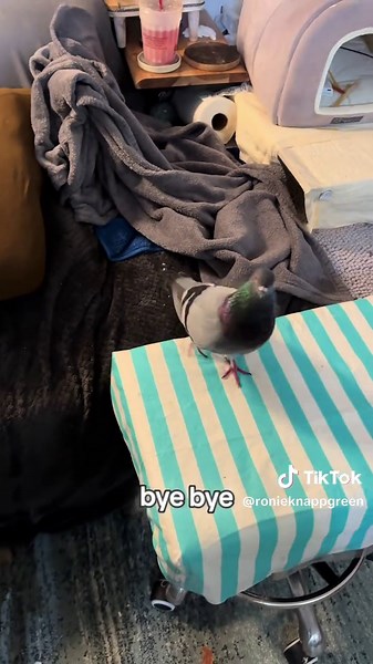 Understanding Pigeon Care for Enthusiasts and Lovers