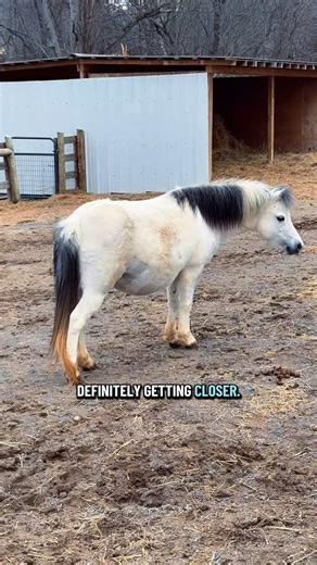Coco is 335 days pregnant🐴🩶 | Katie Van Slyke