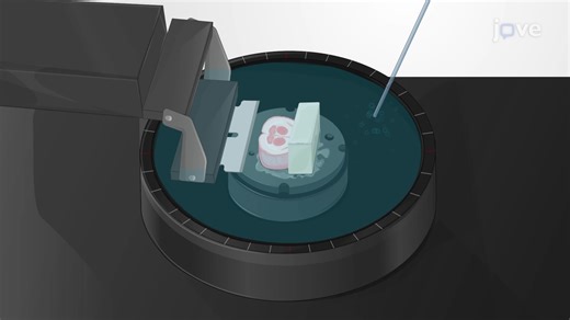 Generating a Coronal Brain Slice Exposing the Amygdala Regions from a Mouse Brain