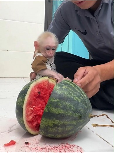 Baby Monkey Shows Guilt After Dad's Discipline