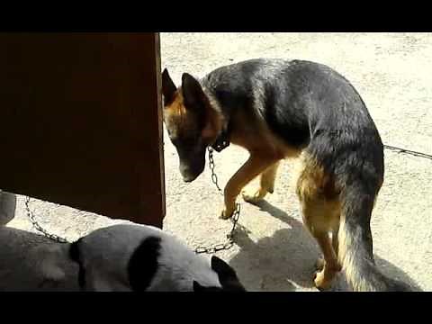 Dog sex (small vs big dog)