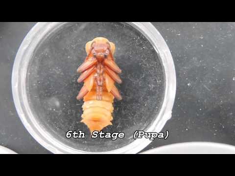 Superworms (From Pupa to Beetle)