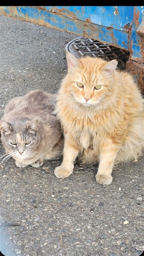 A love story for the ages! ❤️💕 Maney and Muffin are a bonded pair that we’ve been caring for for several years. Originally feral, they were slowly socialized by their caretakers. While they are not ready for a totally indoor, traditional home, they are perfect candidates to become working cats. We especially wanted to get Maney inside because his long fur is so hard to maintain out in the elements. A couple times a year, his caretaker will trap him and get him to the vet for a sedated haircut. 