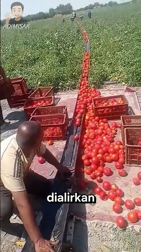 TERNYATA BEGINI PROSES PANEN TOMAT #faktamenarik #videoviral #faktaunik